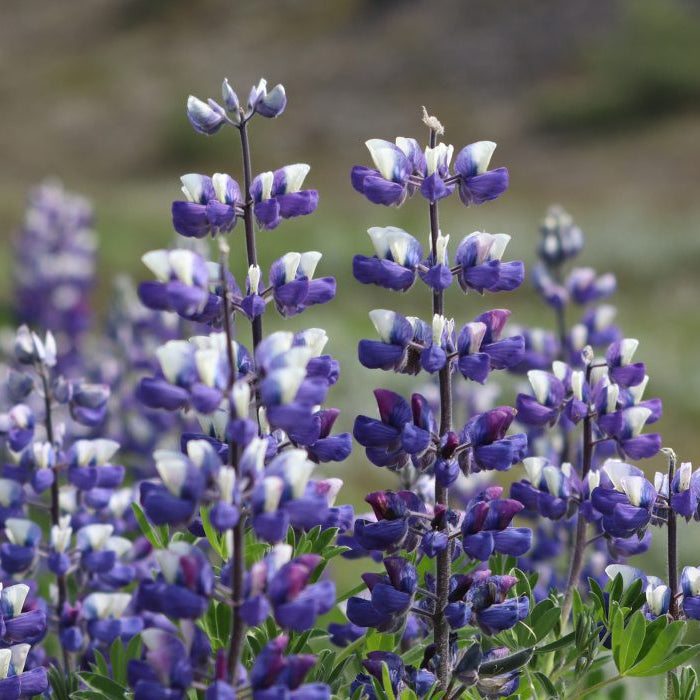 Wildflower Purple & White Lupine Seeds