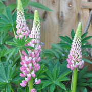 Pink & White Lupine Seeds