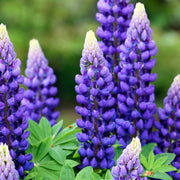 Wildflower Purple Lupine Seeds