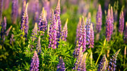 Wildflower Lupine Seeds