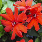 Molten Lava Lychnis Seeds