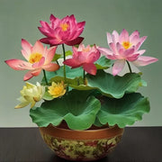 Mixed Lotus Seeds