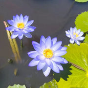 Lotus Seeds - for Home Gardens Seeds