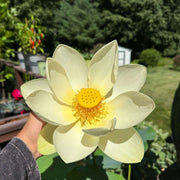 Giant Sunburst Lotus Seeds