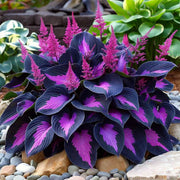 Hosta Seeds, Purple Black Shade
