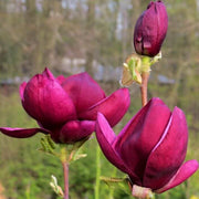 Purple Yulan Magnolia Seeds