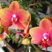 Light Red Phalaenopsis Orchid Seeds