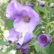 Blue Striatum Abutilon Seeds