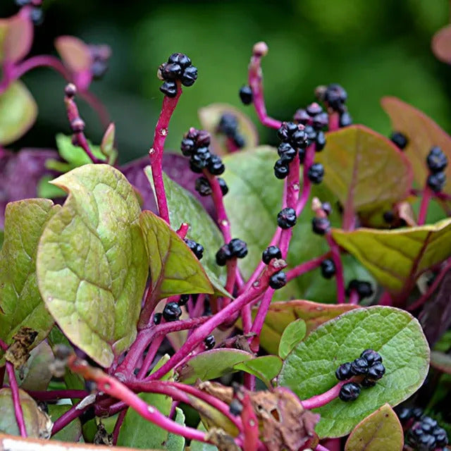 Red Stem Spinach Seeds, Herbal