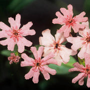 Pinkie Lychnis Chalcedonica Seeds