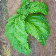 Mammoth Leaf Ocimum Basilicum Basil Seeds, Herbal