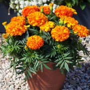 Marigold Seeds