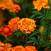 Marigold Seeds - Bonanza Flame Seeds
