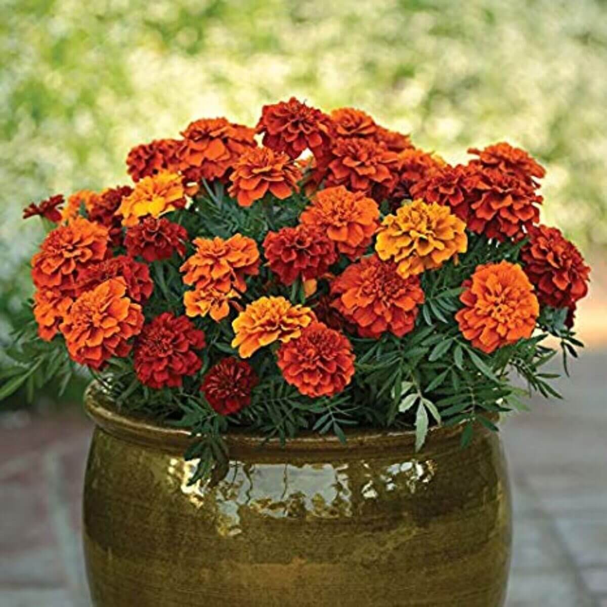 French Fireball Marigold Seeds