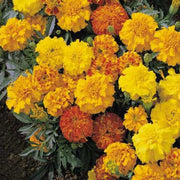 Marigold Seeds - Little Hero Mixed Seeds