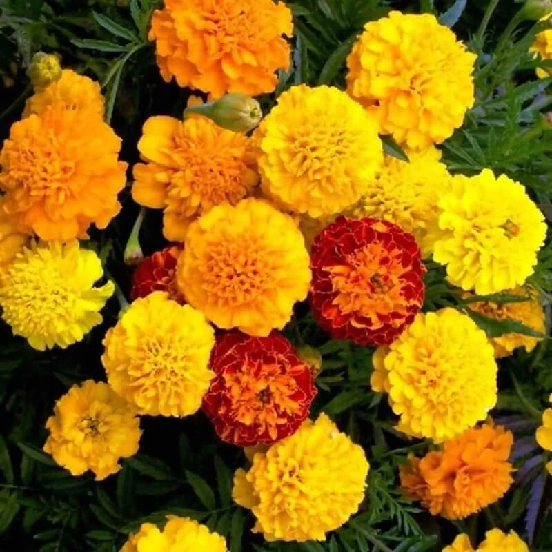 Jafri Marigold Seeds