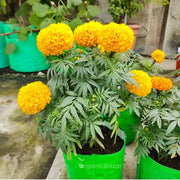 Outdoor Marigold Seeds