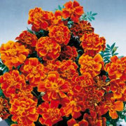 Safari Scarlet Marigold Seeds