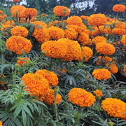 Pest-Repelling Marigold Seeds