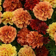 French Seeds, Tagetes patula