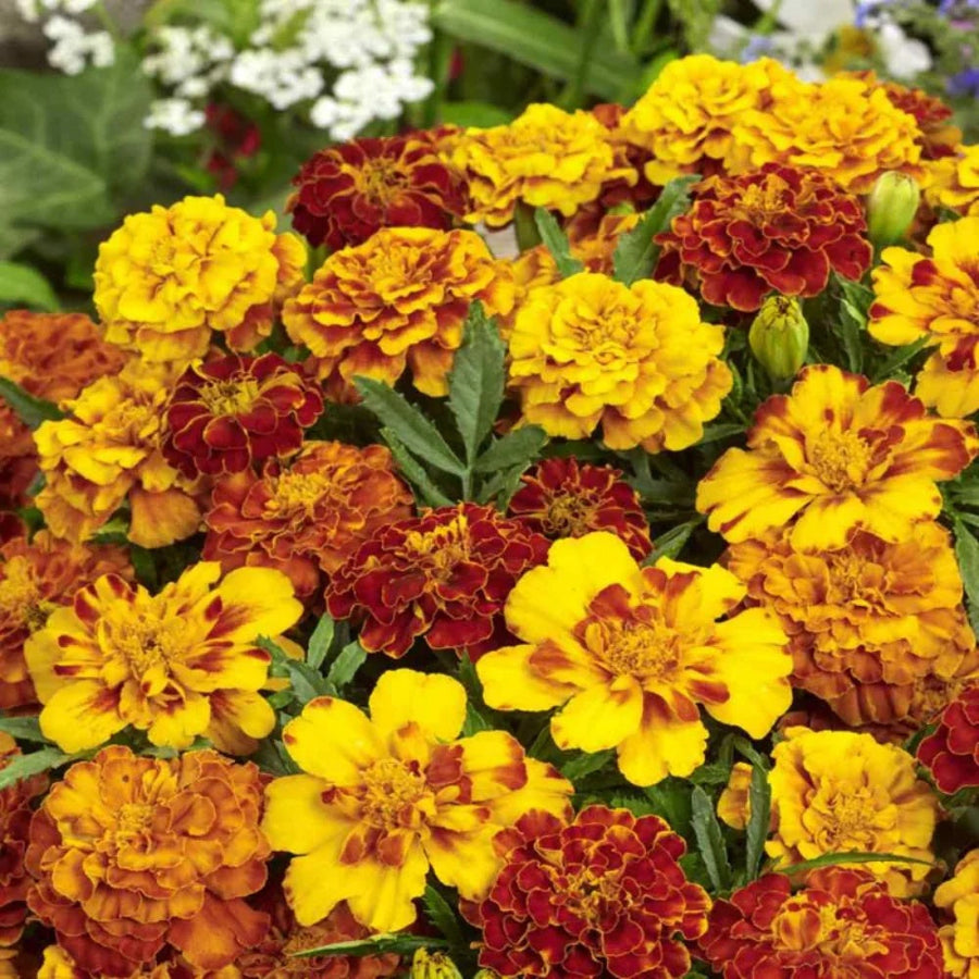 Safari Mix Marigold Seeds