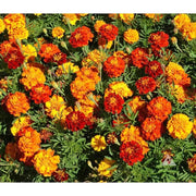 French Seeds, Tagetes patula