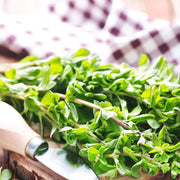 Sweet Origanum Seeds, Herbal
