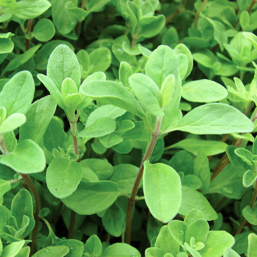 Marjoram Seeds - Herbal Plant For Home Gardens Seeds