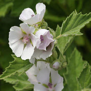 Medicinal Marsh Mallow Seeds, Herbal
