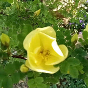 Golden Yellow Father Hugo's Rose Seeds