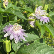 Purple Passion Passiflora Incarnata Seeds