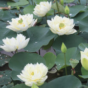 Exotic Collector's Lotus Seeds