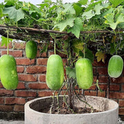 Garden Wax Gourd Seeds