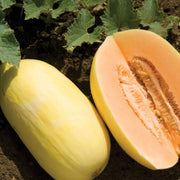 Crenshaw Melon Seeds