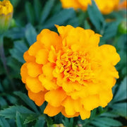 Bright Marigold Seeds