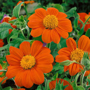 Mexican Sunflower Seeds - Tithonia rotundifolia Flower Seeds