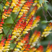 Lobata Ipomoea Seeds
