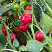 Red Mini Bell Pepper Seeds