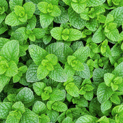 Mint Seeds - For Home Gardens Seeds