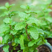 Culinary Mint Seeds
