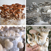 Mixed Mushroom Seeds