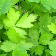 Japanese Parsley Seeds, Herbal