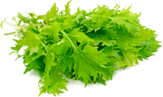 Baby Leaf Seeds, Herbal