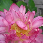 Exquisite Pink Blooms Momo Botan Seeds