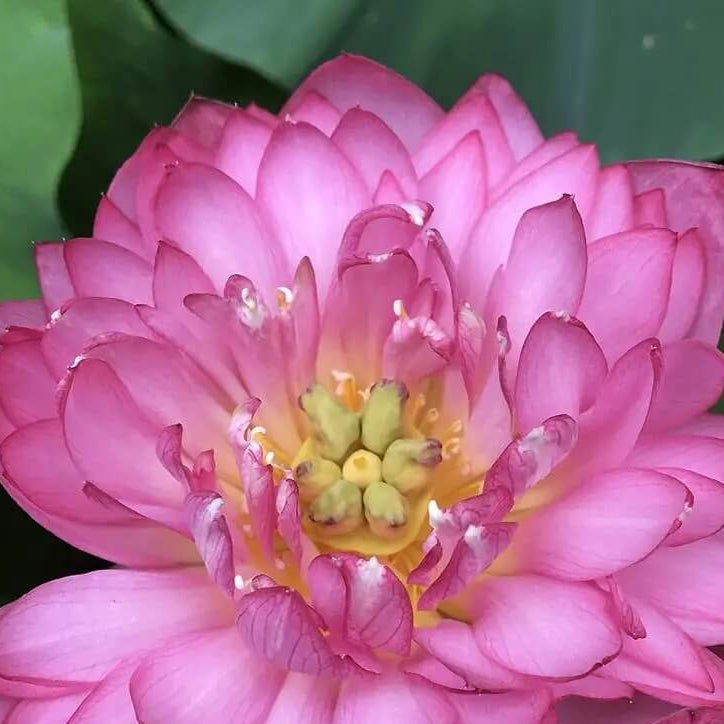 Exquisite Pink Blooms Momo Botan Seeds