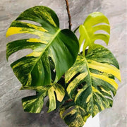 Variegated Aurea Monstera Seeds, Herbal