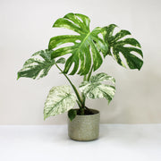 Variegated Mint Monstera Seeds, Herbal