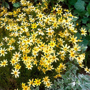Pinwheel Flower Seeds - Tabernaemontana divaricata Flower Seeds