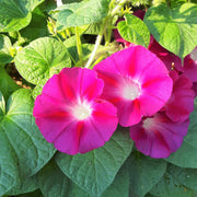 Crimson Rambler Morning Glory Seeds