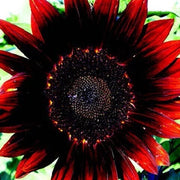Red Moulin Sunflower Seeds